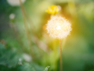 Dandelion with sunlight. Selective focus with shallow depth of field.