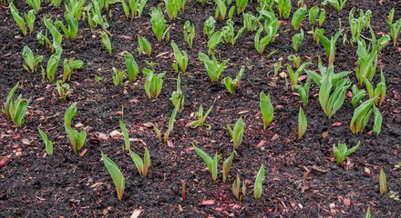 Young sprouts on the ground. New life - conceptual photo.