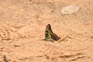 Fototapeta premium Butterfly standing on soil ground