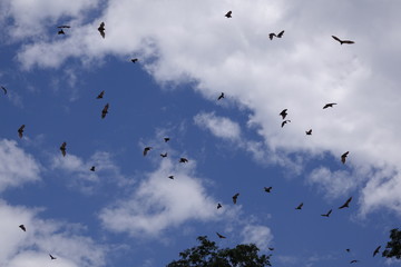 Bats, flying fox, Africa