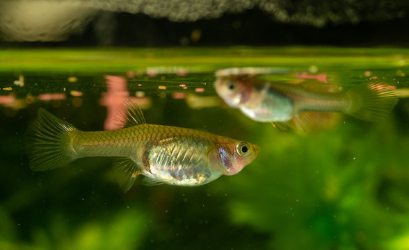 Fototapeta Several of guppy in aquarium. Selective focus with shallow depth of field.