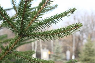 pine