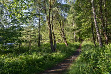 Fototapeta na wymiar Trees, plants and a footpath in a lush and verdant forest at the Aulanko nature reserve in Hämeenlinna, Finland, on a sunny morning in the summer.