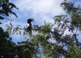 Hornbill, amzing big bird, Democratic Republic of Congo