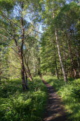 Trees, plants and a footpath in a lush and verdant forest at the Aulanko nature reserve in Hämeenlinna, Finland, on a sunny morning in the summer.