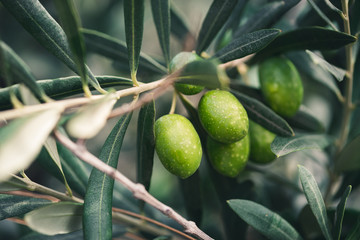 The branches of the olive tree with fruit in the foreground. Natural green background with...