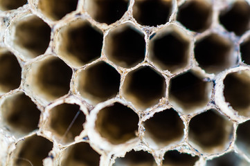 Awning nest close-up