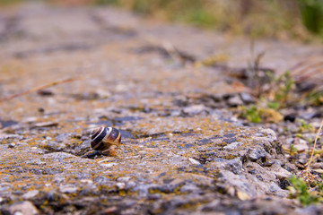 Small snail is crawling along old road with green grass