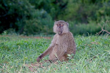 Baboon, sitting alone in the grass, Africa