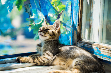 The cat lies on the windowsill