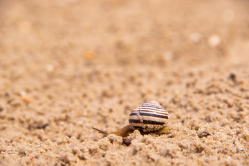 Lonely Snail is crawling in the sand after rain