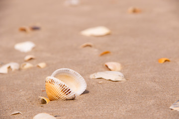 Shells on a beach sand