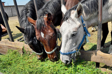 Horses in pen are eating green grass from a manger