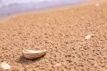 Fototapeta na wymiar The shell is lying on the coast after rain behind the waves and the sea