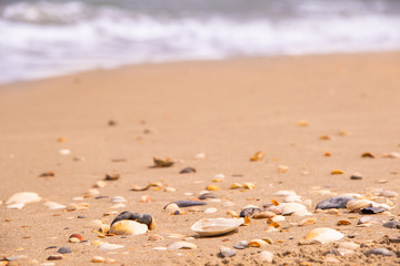 The coast is strewn with shells behind the wavy sea