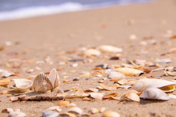 A beautiful shell in the middle of the sea coast tattered with beaten shells