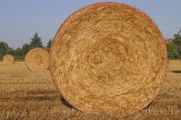 Balle di fieno su campo agricolo