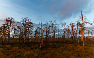 Naklejka premium Autumn landscape in pines forest near the north swamp