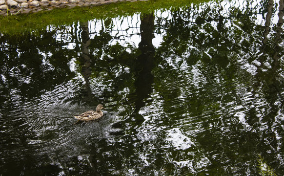 brown ducks in a pond with reflections of a trees in the park 