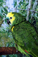 Obraz premium blue-fronted amazon