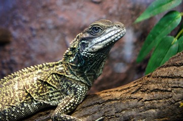 lizard of Weber