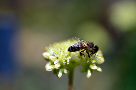 Biene auf einer Fetthenne