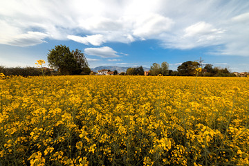 Obraz premium Campo giallo