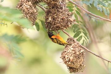 Village weaver or spotted-backed weaver or black-headed weaver (Ploceus cucullatus) in Ghana
