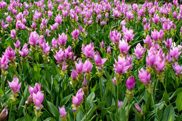 Obraz premium Curcuma alismatifolia On the Moutain at Sai Thong National Park Thailand.
