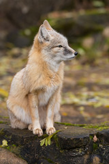 Fuchs 