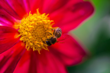 Garden flowers