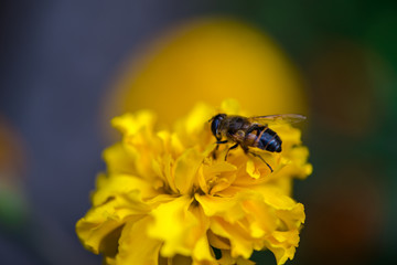 Garden flowers