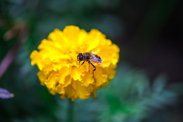 Garden flowers
