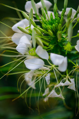 Fototapeta premium Garden flowers