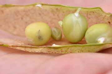 Larves de tordeuse du pois