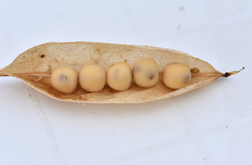 Larves de tordeuse du pois