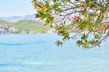 Beautiful landscape. Close up of tree at seaside.