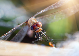 dragonfly closeup and drops of dew
