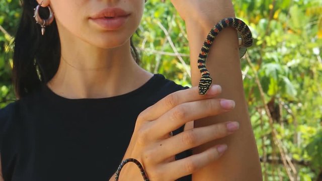 Flying snake. Paradise tree snake, Latin Chrysopelea paradisi or Chrysopelea ornota. Girl holding Paradise Flying snake