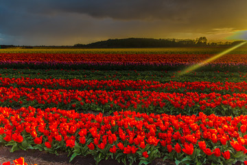Fototapeta premium Tulips field in Holland