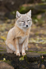 Fototapeta premium Fuchs 
