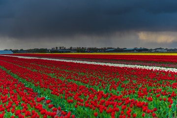 Tulips field in Holland