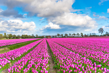 Tulips field in Holland