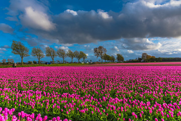 Tulips field in Holland