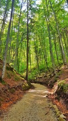 Obraz premium green heaven