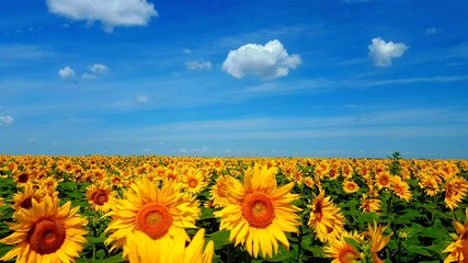 Fototapeta premium Sunflower field