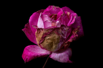 Dried Red Rose