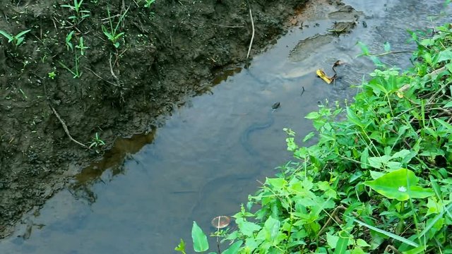 A poisonous snake from the family of aspides in the pond in an Asian village. Sri Lanka.