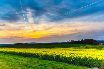 Sunset in the rape field