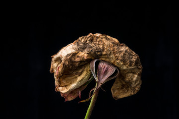 Dried Red Rose